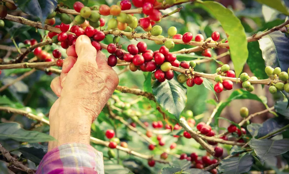 Photo of Coorg Coffee Country Homestay, Yevakapadi, Karnataka, India by Dedipya Basak