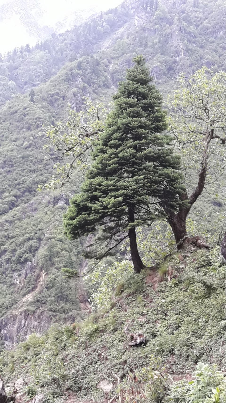 Photo of Trip to Rishikesh & Kedarnath Temple by Dharmveer