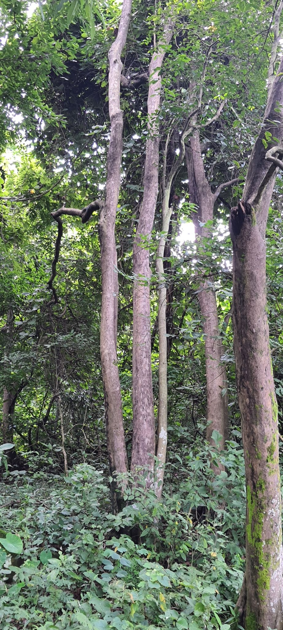 Photo of Dalma Wildlife Sanctuary by Dharmveer