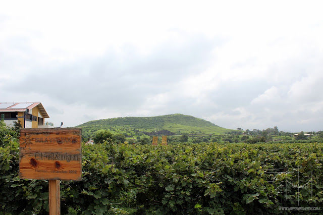 Photo of Sula Vineyards, Gangapur-Savargaon Road, Nashik, Maharashtra, India by Priyanka RP