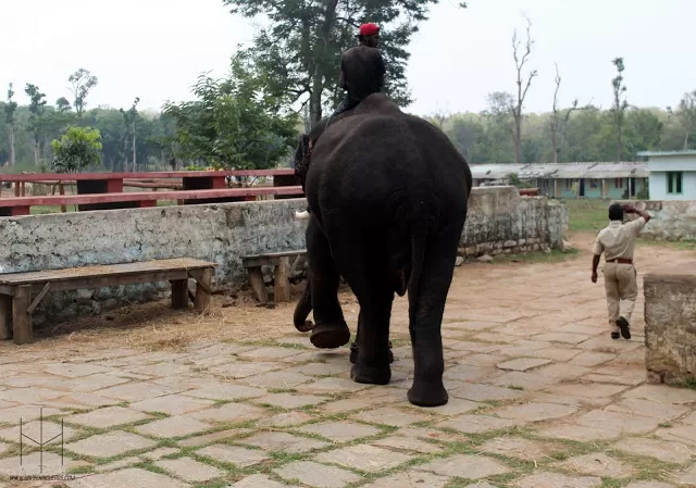 Photo of Dubare Elephant Camp, Nanjarayapatna, Karnataka, India by Priyanka RP