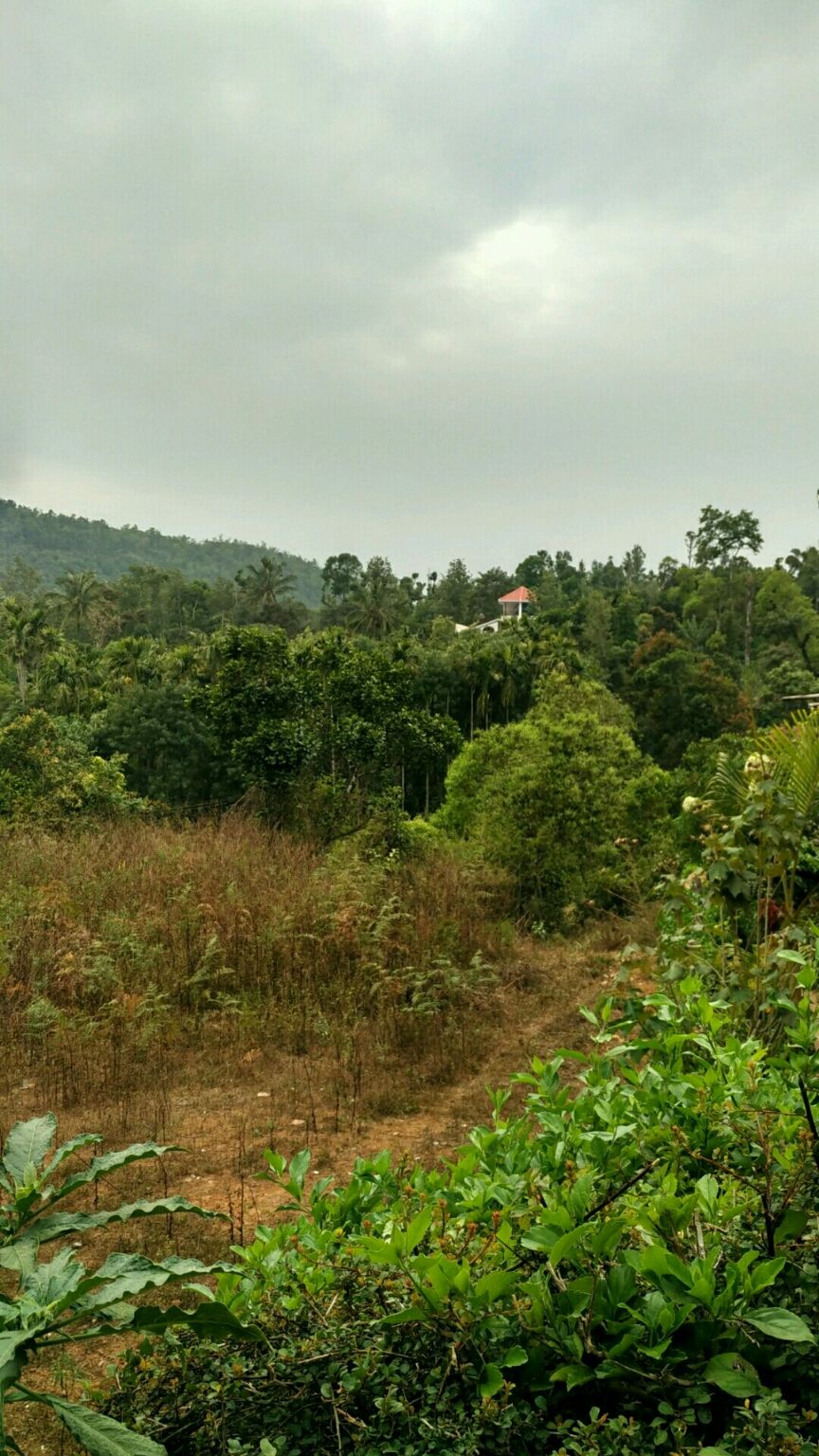 Photo of Coorg Tale : How I found peace amidst Clouds, Coffee Plantation and Lush Green Forest clad hills by Abhirupa Lodh