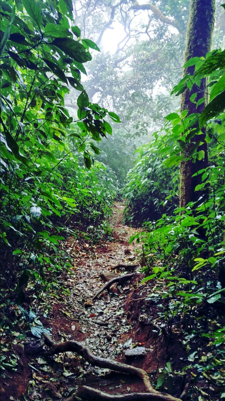 Photo of Coorg Tale : How I found peace amidst Clouds, Coffee Plantation and Lush Green Forest clad hills by Abhirupa Lodh