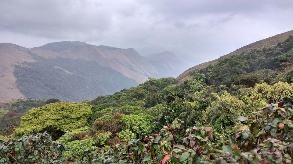 Photo of Coorg Tale : How I found peace amidst Clouds, Coffee Plantation and Lush Green Forest clad hills by Abhirupa Lodh