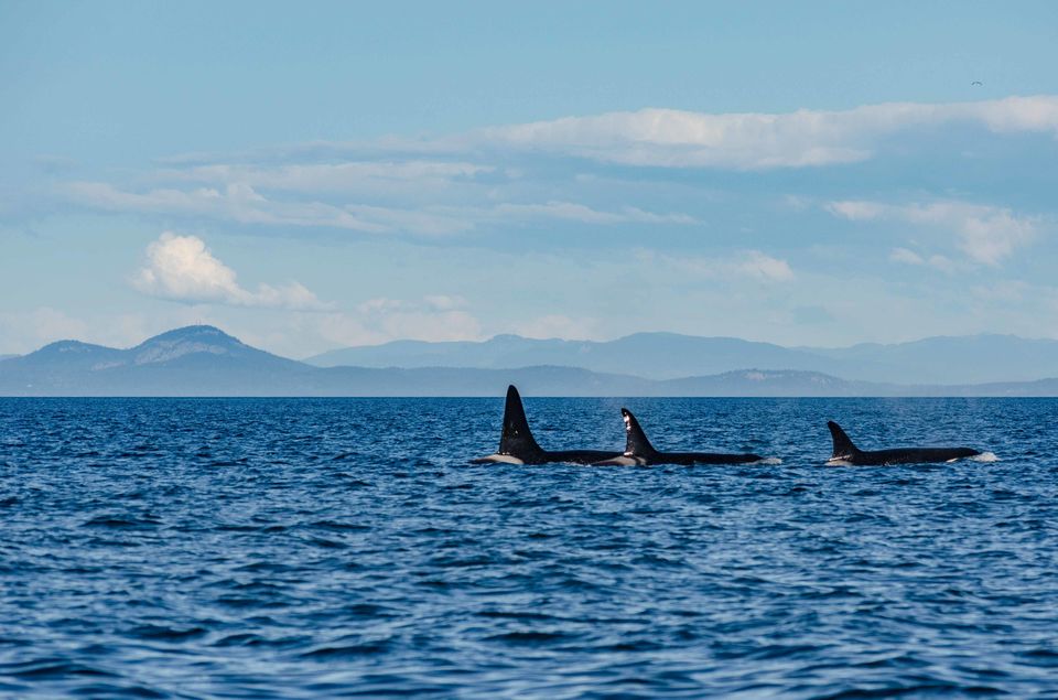 Photo of Puget Sound, WA, United States by Rohan Sood