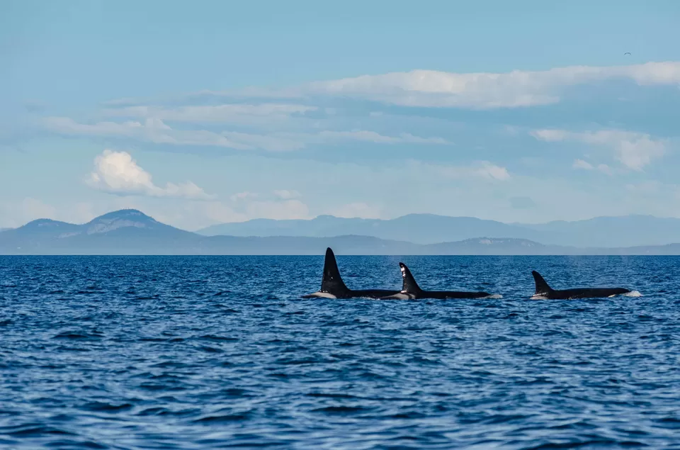 Photo of Puget Sound, WA, United States by Rohan Sood
