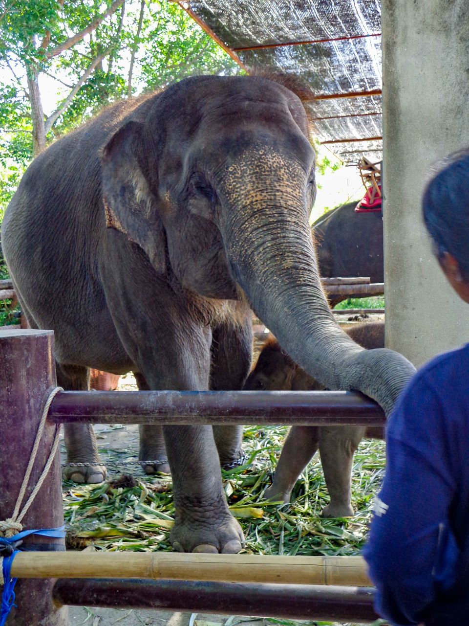 Photo of Kinnaree Elephant Trekking Tours, Patak Road, Karon, Mueang Phuket District, Phuket, Thailand by Rohan Sood