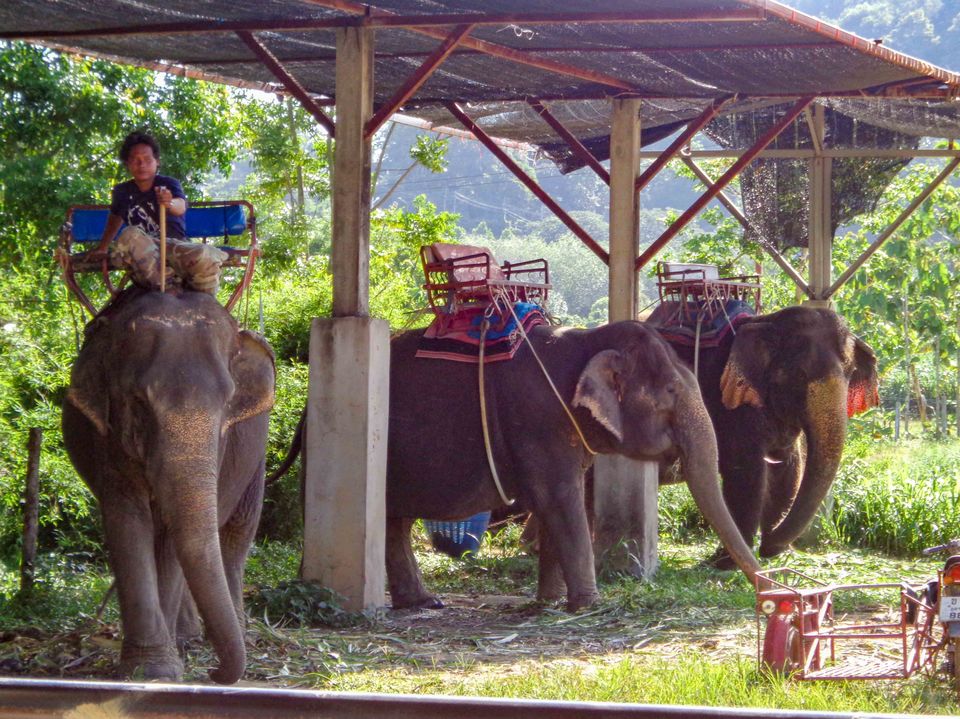 Photo of Kinnaree Elephant Trekking Tours, Patak Road, Karon, Mueang Phuket District, Phuket, Thailand by Rohan Sood