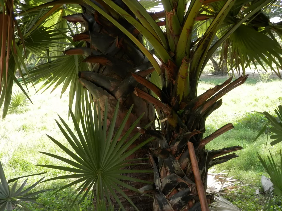 Photo of Killing Fields, Phnom Penh, Cambodia by Nivedana Jalan