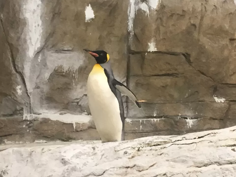 Photo of Taipei Zoo, Section 2, Xinguang Road, 萬興里, Taipei City, Taiwan by Nivedana Jalan