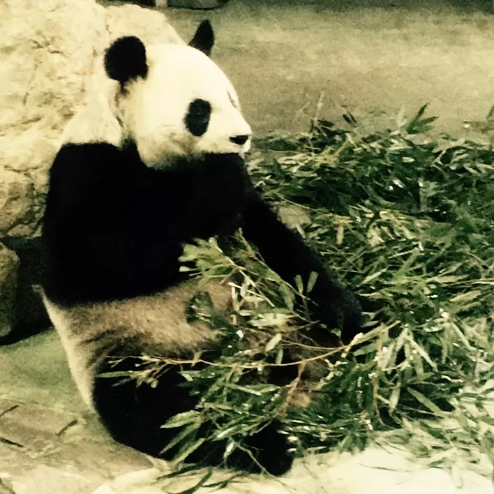 Photo of Taipei Zoo, Section 2, Xinguang Road, 萬興里, Taipei City, Taiwan by Nivedana Jalan