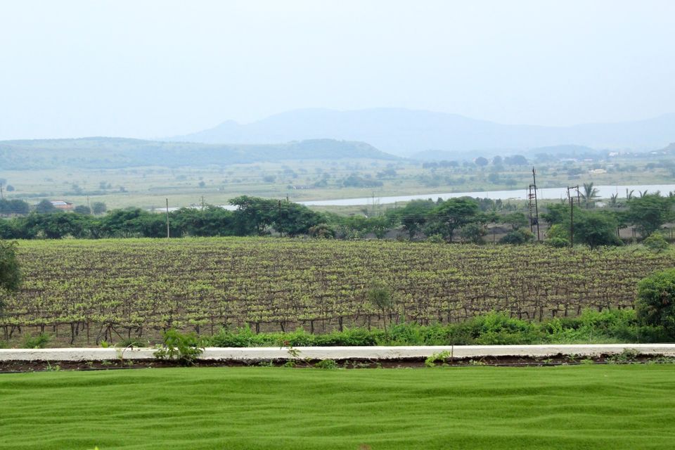 Photo of Summer Vines: An Offbeat Vineyard Getaway with Parsi food 3/8 by Nivedana Jalan