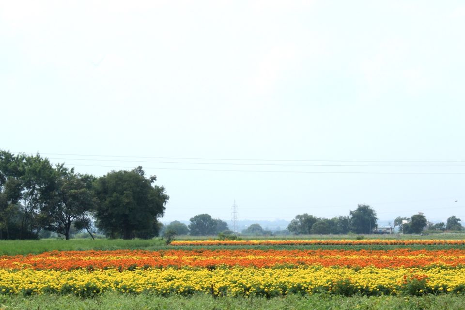 Photo of Summer Vines: An Offbeat Vineyard Getaway with Parsi food 6/8 by Nivedana Jalan