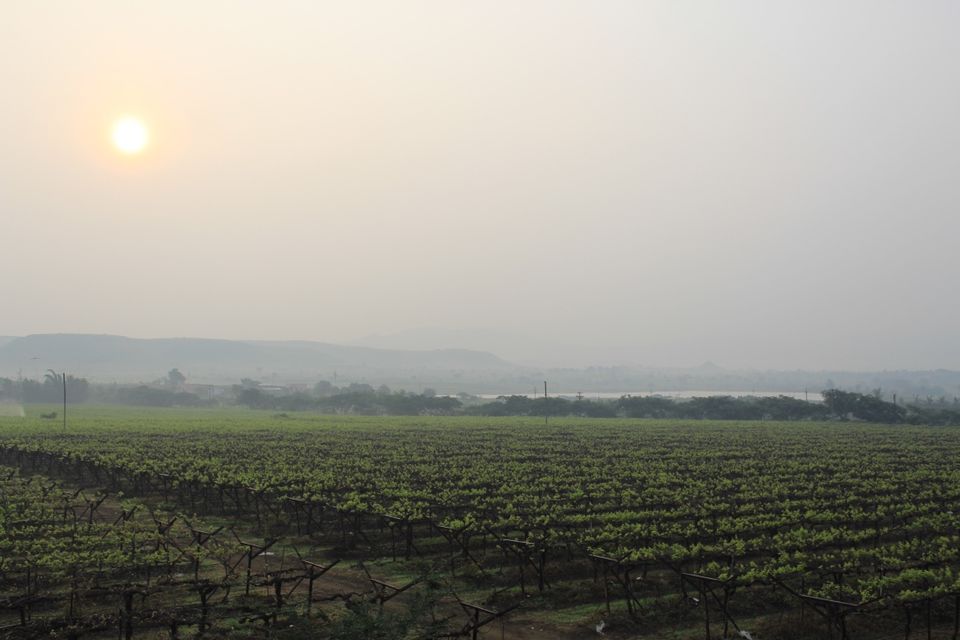 Photo of Summer Vines: An Offbeat Vineyard Getaway with Parsi food 4/8 by Nivedana Jalan