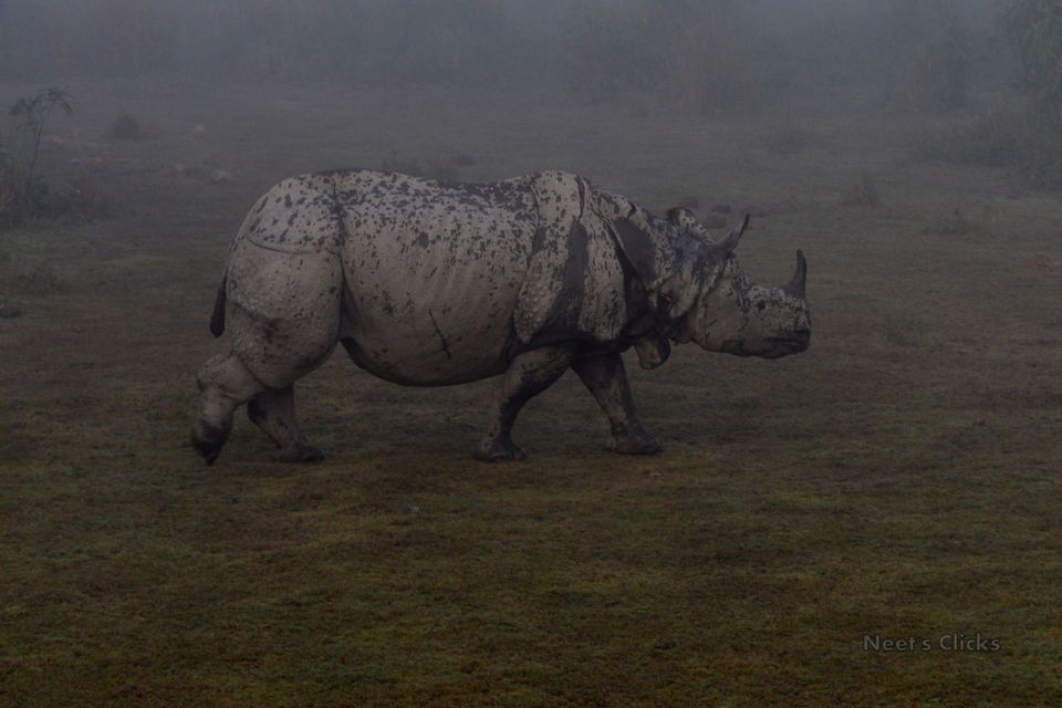 Photo of Kaziranga National Park, Kanchanjuri, Assam, India by navneet jadhav