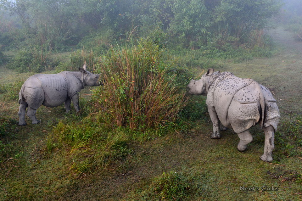Photo of Kaziranga National Park, Kanchanjuri, Assam, India by navneet jadhav