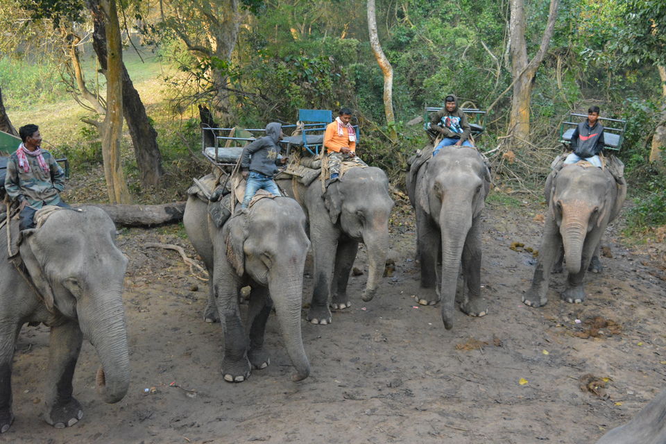 Photo of Kaziranga National Park, Kanchanjuri, Assam, India by navneet jadhav