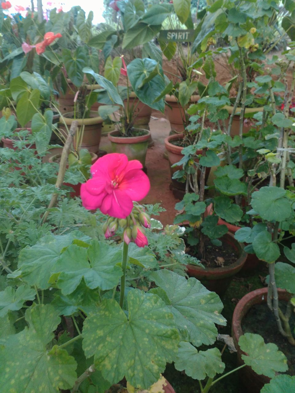 Photo of Rose Garden, Munnar, Kerala, India by Amol Sonawane