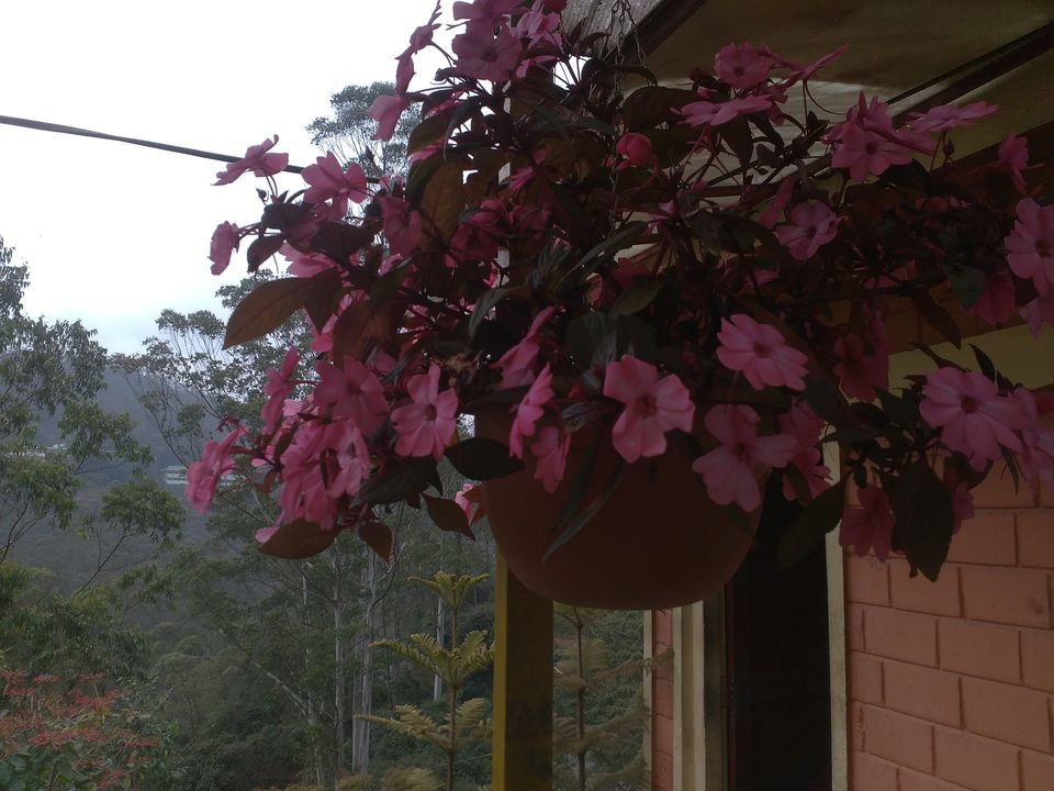 Photo of Rose Garden, Munnar, Kerala, India by Amol Sonawane