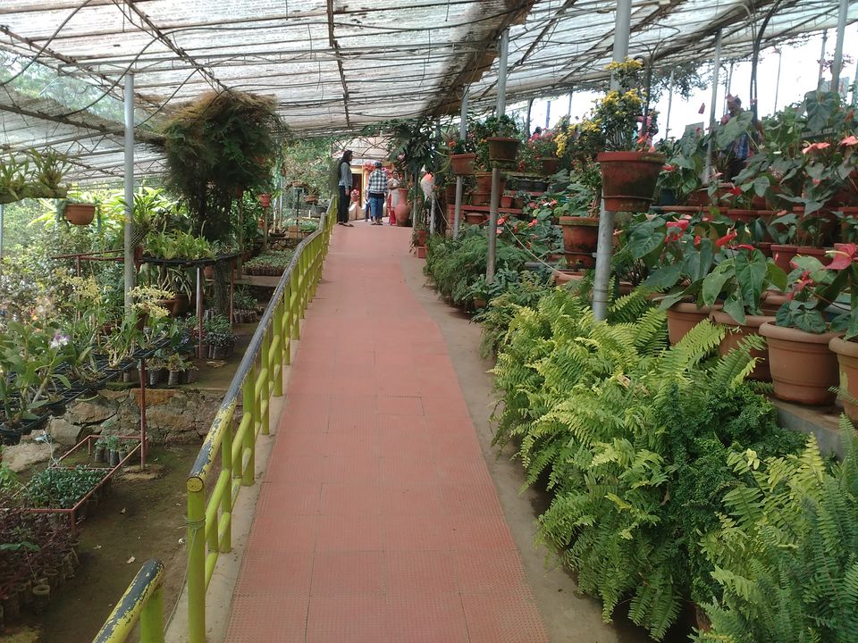 Photo of Rose Garden, Munnar, Kerala, India by Amol Sonawane