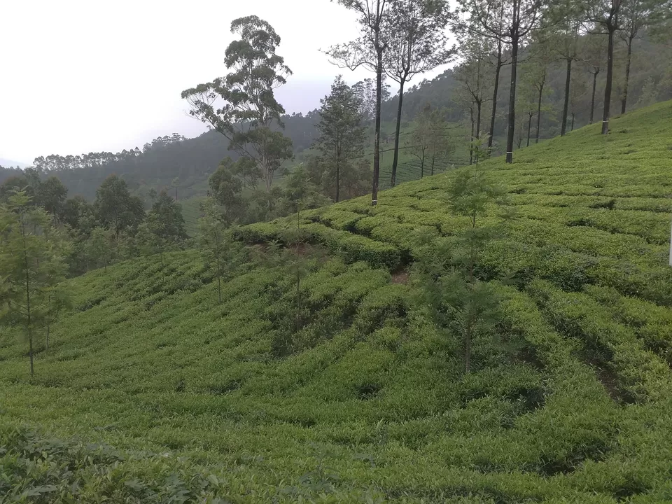 Photo of Munnar hill station, Munnar - Top Station Highway, Kannan Devan Hills, Kerala, India by Amol Sonawane