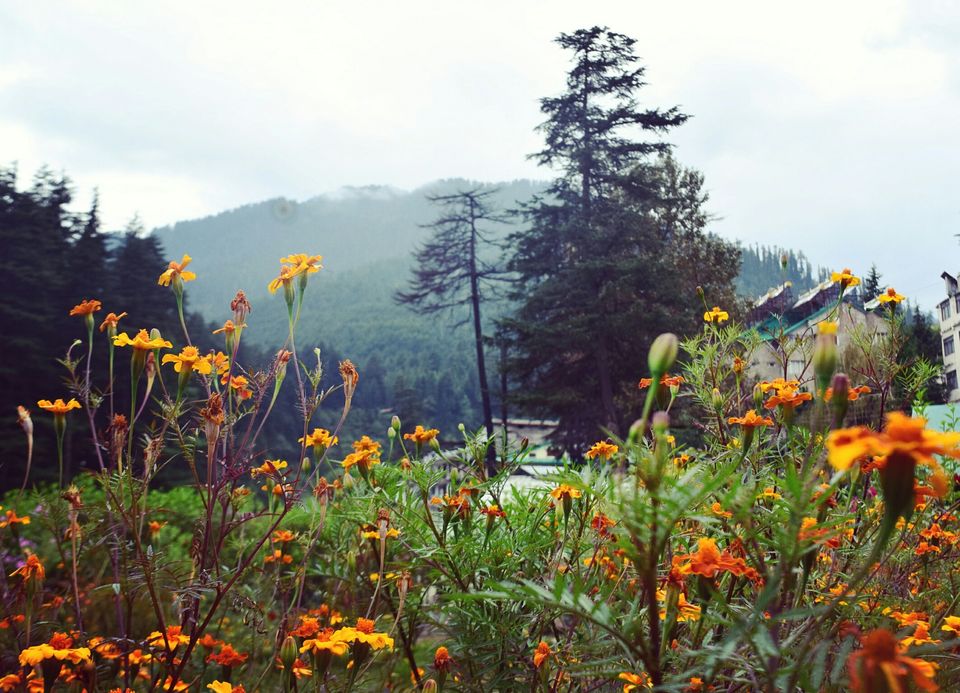Photo of A Trip to Himachal Pradesh by Violina Borah
