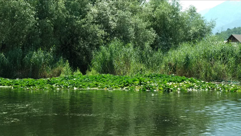 Photo of Dal Lake, Srinagar by Mahesh Maddala