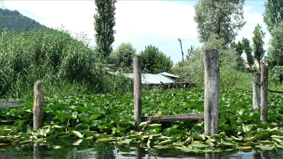 Photo of Dal Lake, Srinagar by Mahesh Maddala