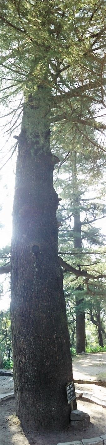Photo of Dharamshala: Backpacking is Bliss 8/35 by Santosh Tripathi