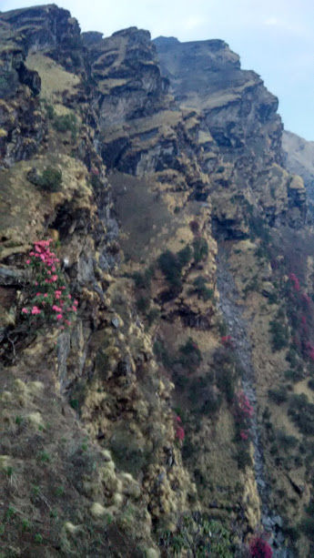 Photo of Tunganath, Chopta, Uttarakhand: In Quest of Relief by Santosh Tripathi