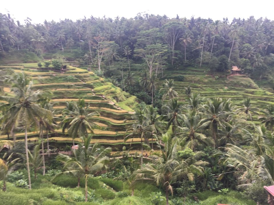 Photo of Truth about Bali that no one tells you #overratedplace 6/7 by Praneetha
