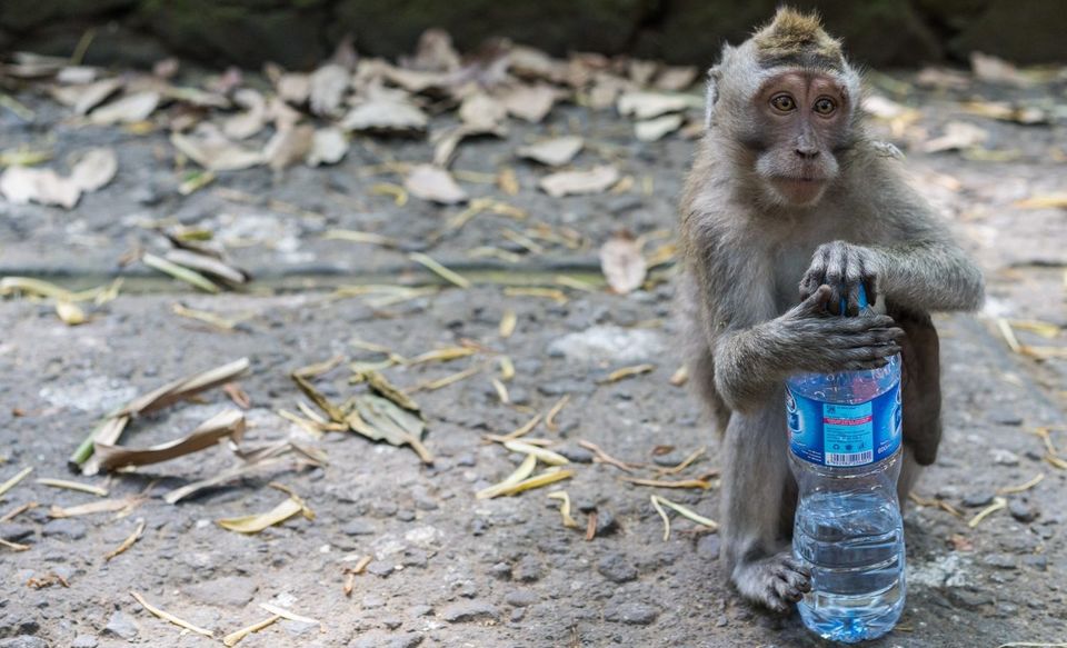 Photo of Truth about Bali that no one tells you #overratedplace 5/7 by Praneetha