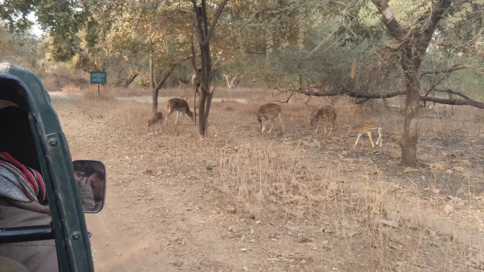 Photo of How I ticked off two items on my "BUCKET LIST": Rann Of Kutch And Gir! by Pruthvi Hullatti