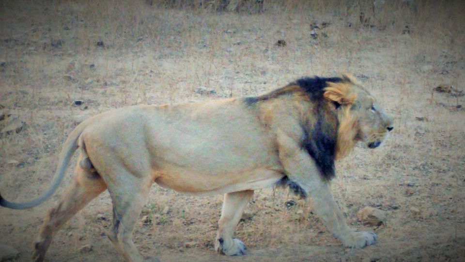 Photo of How I ticked off two items on my "BUCKET LIST": Rann Of Kutch And Gir! by Pruthvi Hullatti
