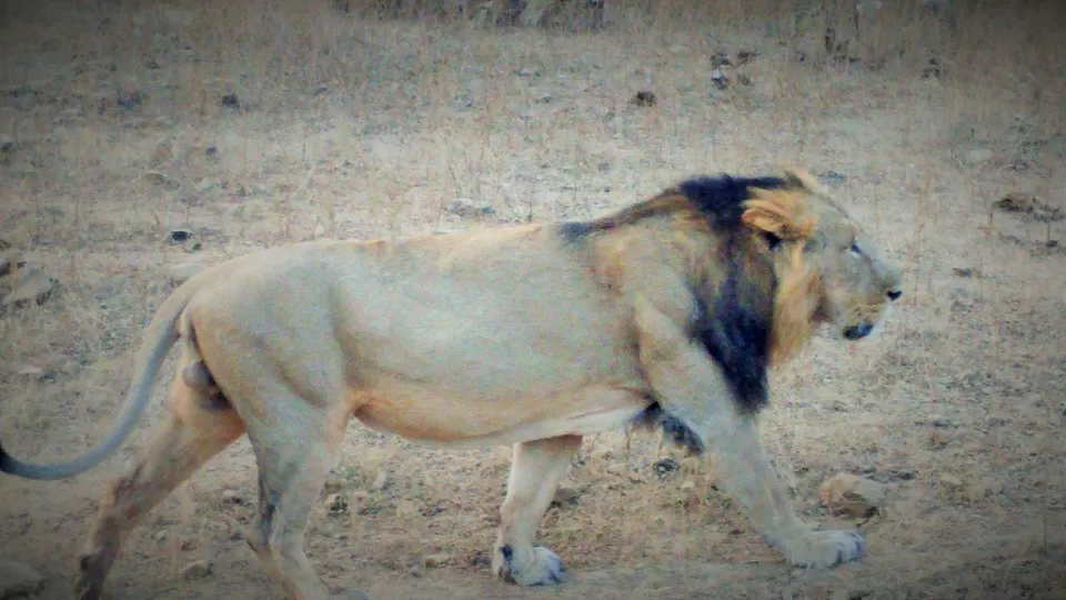 Photo of How I ticked off two items on my "BUCKET LIST": Rann Of Kutch And Gir! by Pruthvi Hullatti