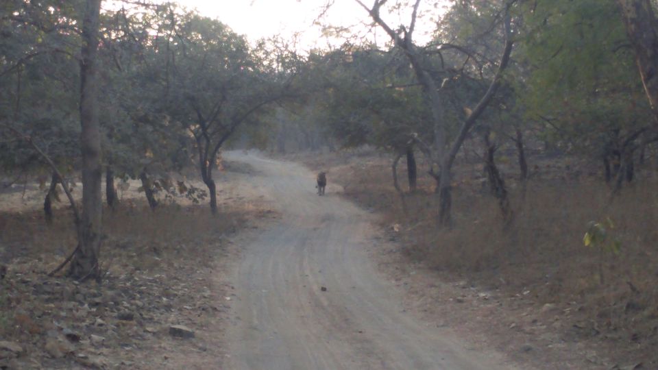 Photo of How I ticked off two items on my "BUCKET LIST": Rann Of Kutch And Gir! by Pruthvi Hullatti