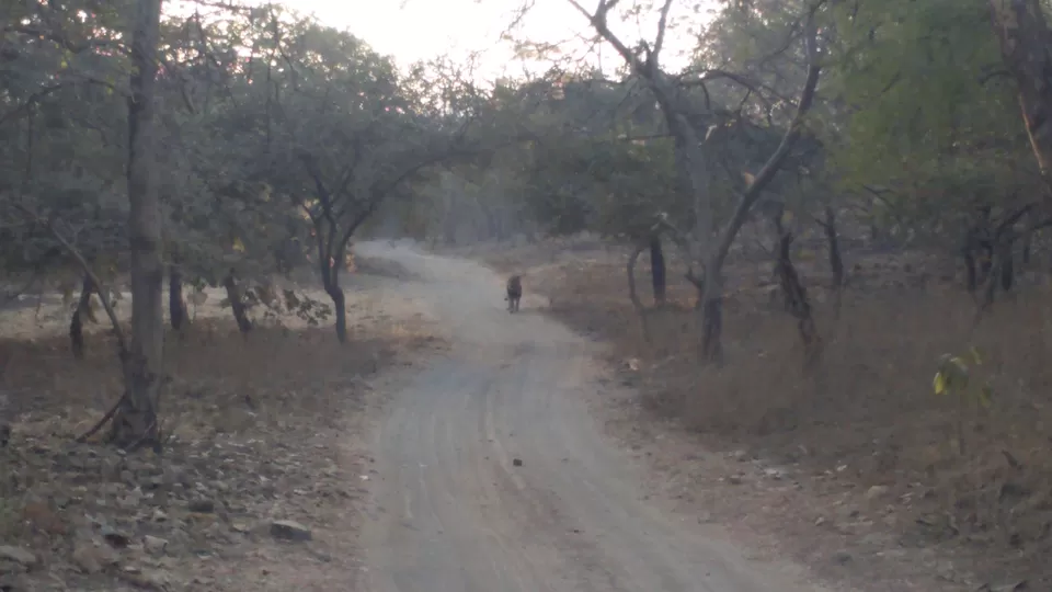 Photo of How I ticked off two items on my "BUCKET LIST": Rann Of Kutch And Gir! by Pruthvi Hullatti