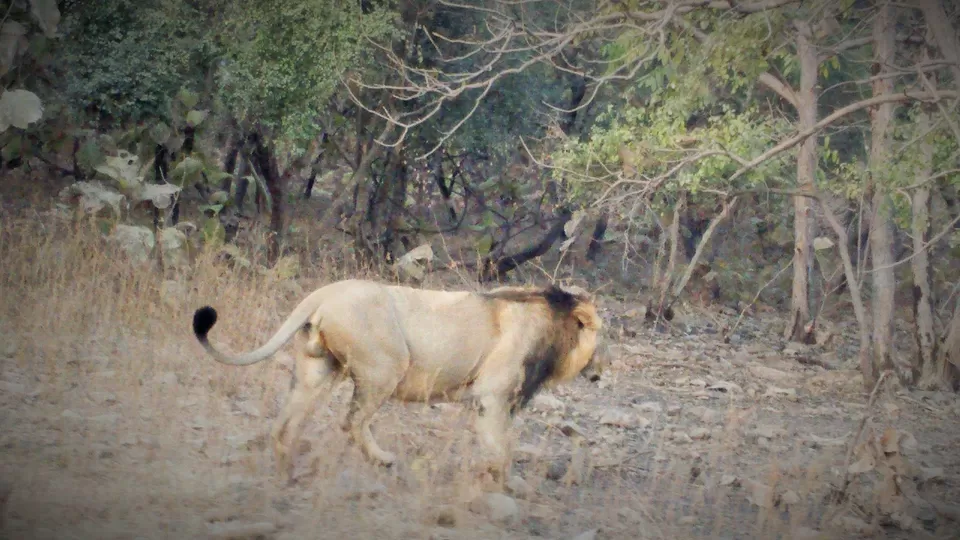 Photo of Sasan Gir, Gujarat, India by Pruthvi Hullatti