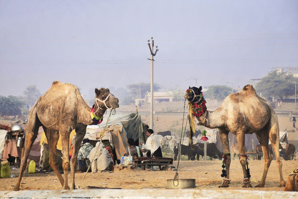 Photo of Things to do in and around Pushkar and Ajmer by Akshay Nagpal