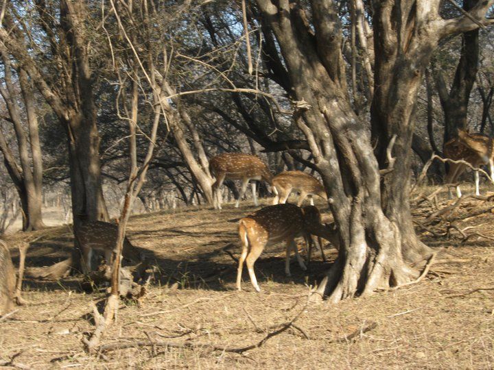 Photo of My First Rajasthan Trip by Ravi