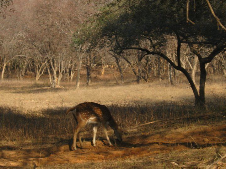 Photo of My First Rajasthan Trip by Ravi