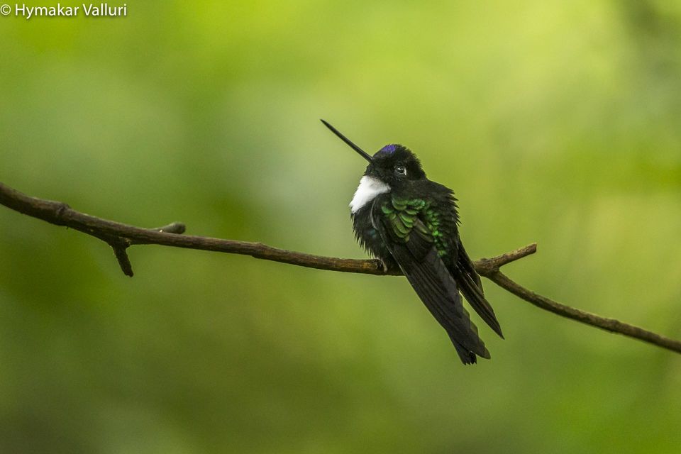 Photo of Guango Lodge, Provincia de Napo, Ecuador by Hymakar