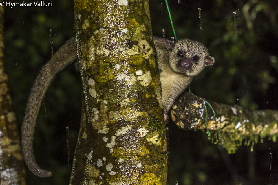 Photo of Bellavista Cloud Forest Reserve & Lodge, Tandayapa, Ecuador by Hymakar