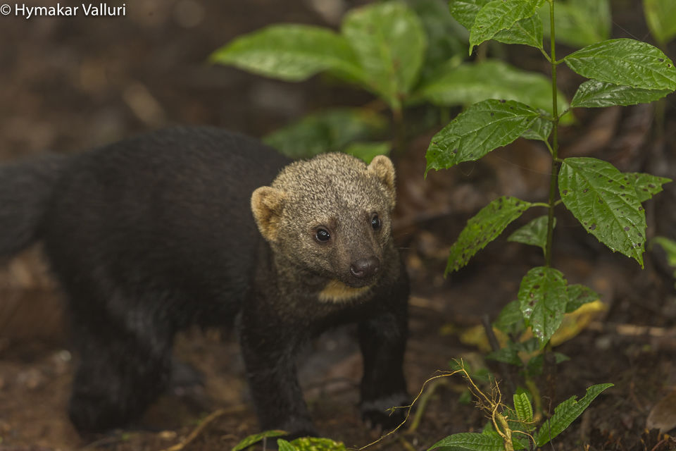 Photo of Bellavista Cloud Forest Reserve & Lodge, Tandayapa, Ecuador by Hymakar