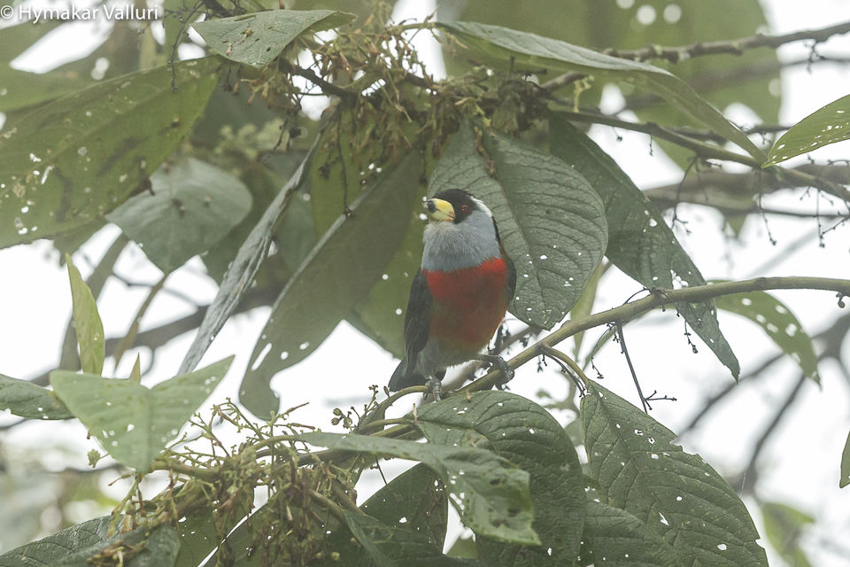 Photo of Bellavista Cloud Forest Reserve & Lodge, Tandayapa, Ecuador by Hymakar