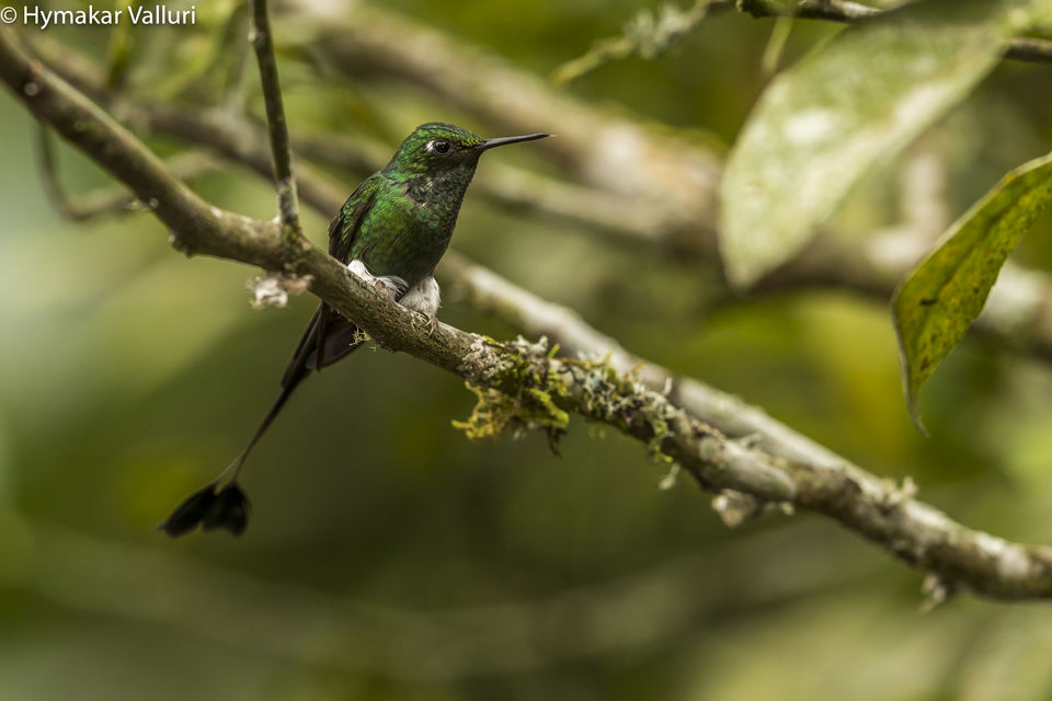 Photo of Bellavista Cloud Forest Reserve & Lodge, Tandayapa, Ecuador by Hymakar