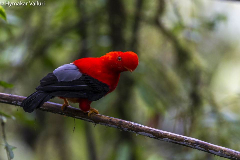 Photo of Sachatamia Lodge, Mindo, Ecuador by Hymakar