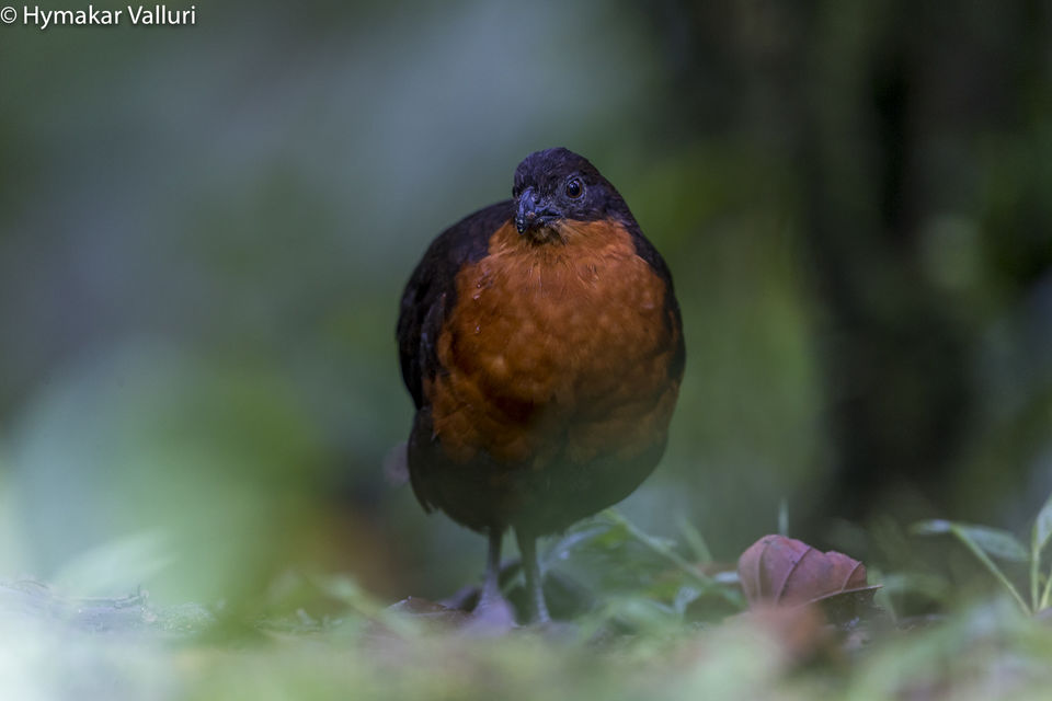 Photo of Sachatamia Lodge, Mindo, Ecuador by Hymakar