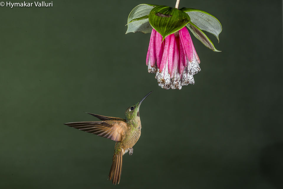 Photo of Sachatamia Lodge, Mindo, Ecuador by Hymakar
