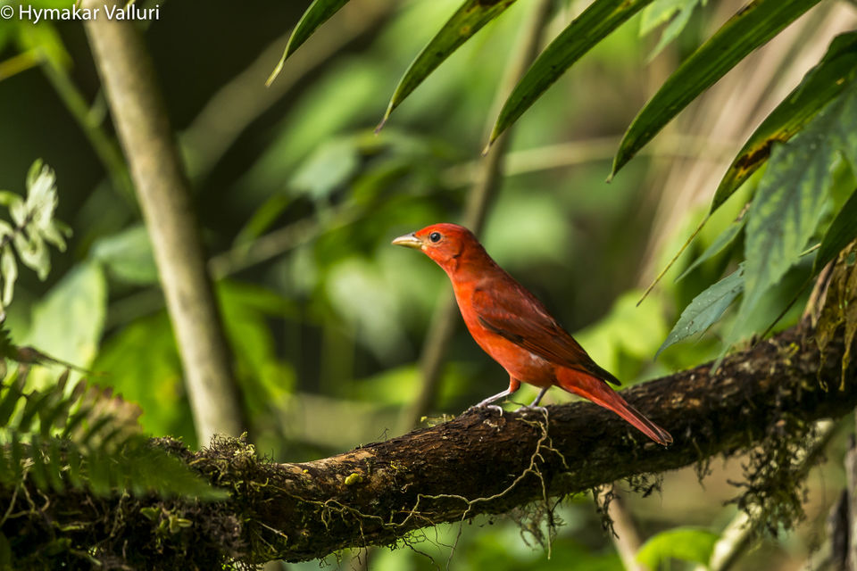 Photo of Sachatamia Lodge, Mindo, Ecuador by Hymakar